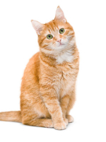 test profile test